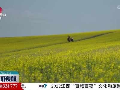 油菜花开美如画 金色花海醉游人