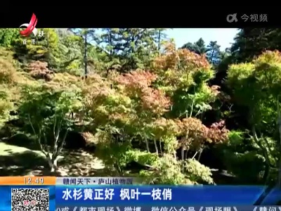 【赣闻天下】庐山植物园：水杉黄正好 枫叶一枝俏