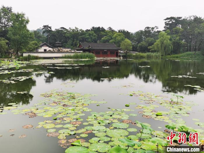 避暑山庄狮子园墙外稀疏残留的荷叶 张桂芹 摄