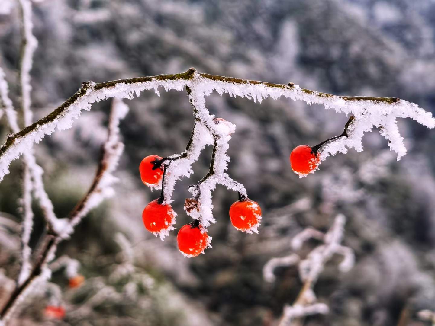 大岗山绝美雪景大片，爱了~