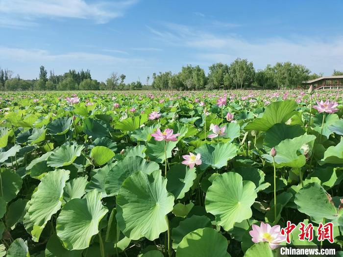 280多亩荷花竞相绽放。　齐琳洁 摄