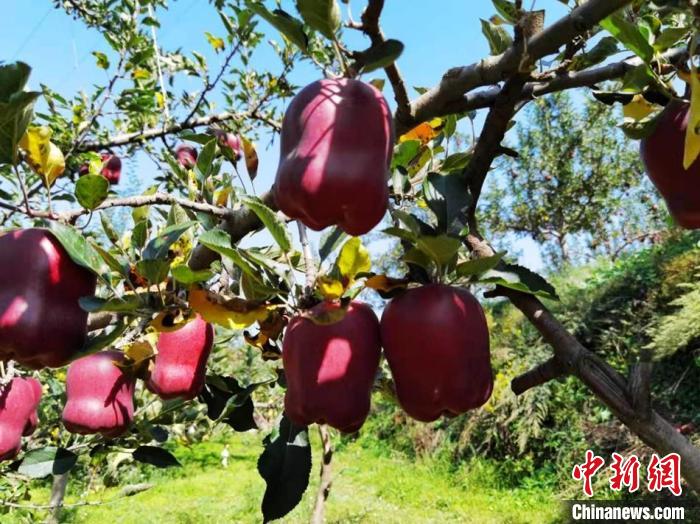 图为东梁灌区成立了果品种植专业合作社，建起了优质果品基地。(资料图) 天水市武山县委宣传部供图