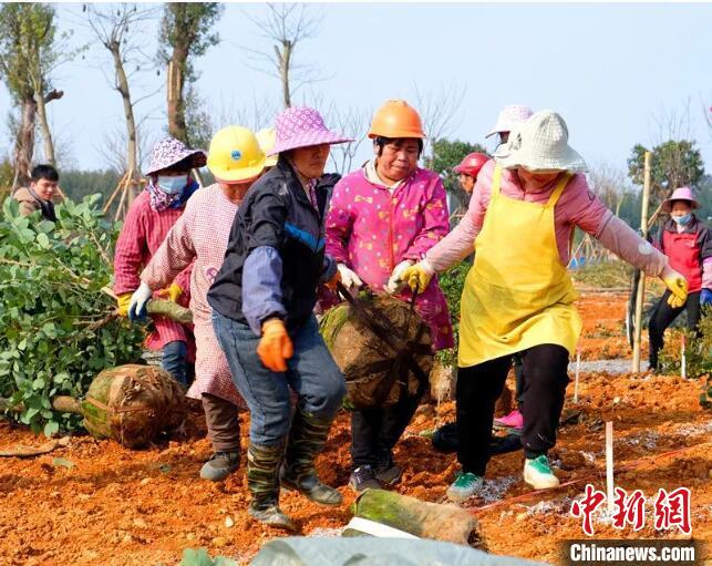 图为民众参与义务植树。　广西壮族自治区绿化委员会办公室提供