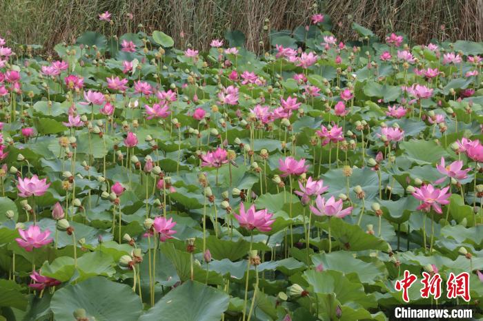 图为衡水湖沿湖浅水处满眼是成片的荷花。　王铁良 摄