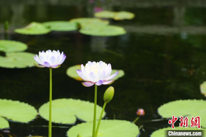 亭亭玉立的花朵赏心悦目。　古猗园供图