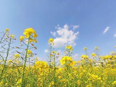 油菜花“有才华”