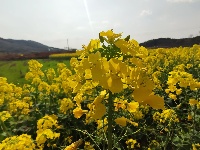 油菜花“有才华”