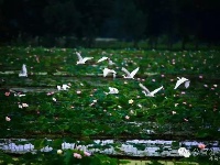 夏日清晨，漫步在“分宜县后花园”湖泽镇水川村千亩荷博园内，那一片片地盛开的荷花，倚立水中，美得惊艳，翠绿的大叶子衬托着粉色、白色的荷花，惊鸿一瞥，婉如身穿绿罗裙的翩翩仙子，在眼前展开了一幅流动的画卷。