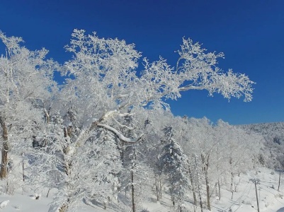 今日大雪，且以深情共白头