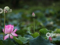 雨荷别样美