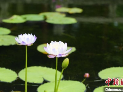 上海盛夏时节荷花睡莲盛放 塘栽荷莲演绎人间仙境