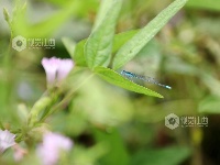 江西分宜：各色蜻蜓起舞忙