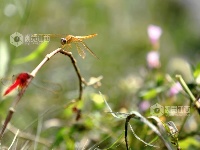 江西分宜：各色蜻蜓起舞忙