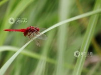 江西分宜：各色蜻蜓起舞忙