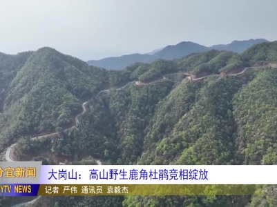 20240419大岗山：高山野生鹿角杜鹃竞相绽放