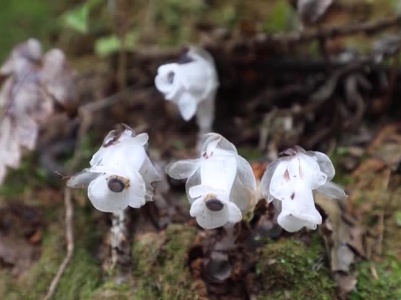 20240416我县惊现珍稀植物水晶兰